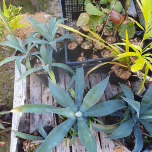 AGAVE MAGUEY