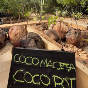 COCO MACETA POT À FLEUR COCO COCO FLOWER POT